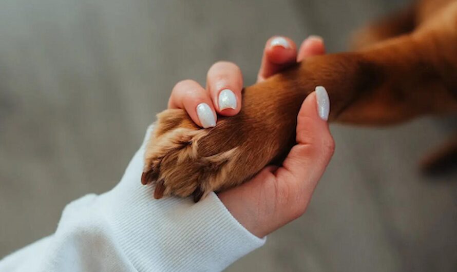 How Dog Powder for Itchy Skin Helps Control Moisture and Irritation